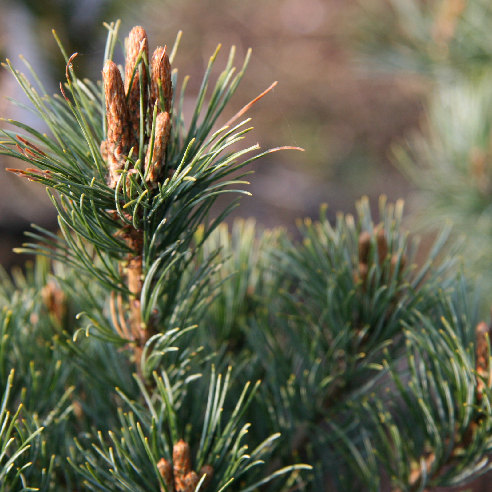 Сосна мелкоцветковая Нэлли Д